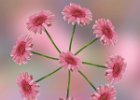 Circle of Pink Flowers.jpg : Stacked Image, 2021, Working, Flowers, Pink Flower, P3160250 V5 Crop